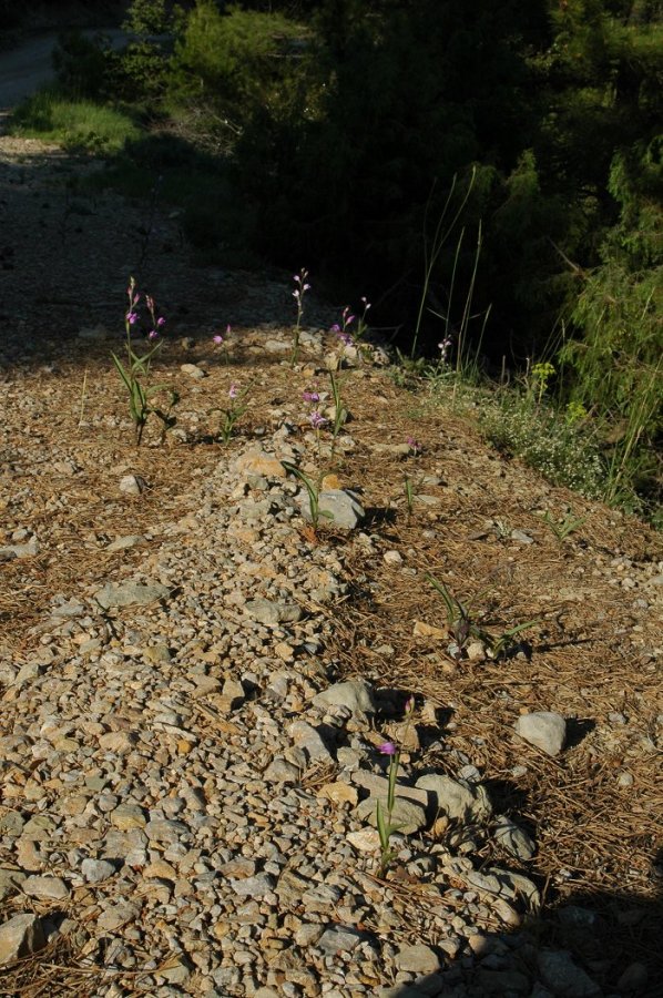 Epipactis kleinii